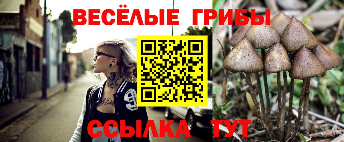Галлюциногенные грибы Psilocybe Череповец
